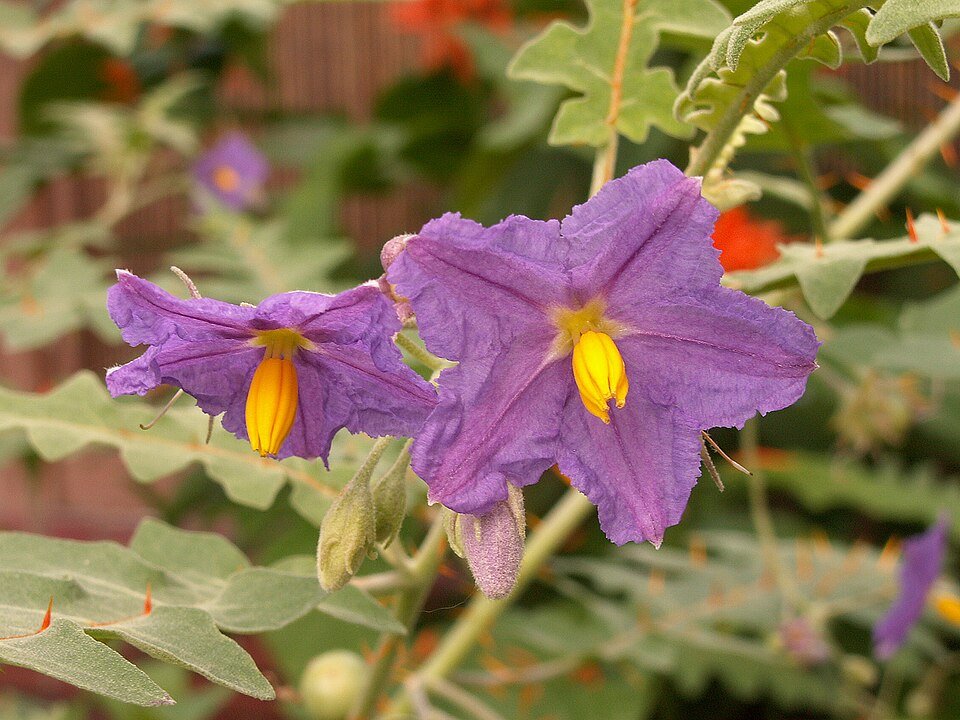 Solanum pyracanthos plant met groene bladeren en stekelige oranje bessen.