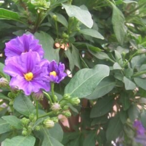Solanum rantonnetii bloemen op kleigrond.