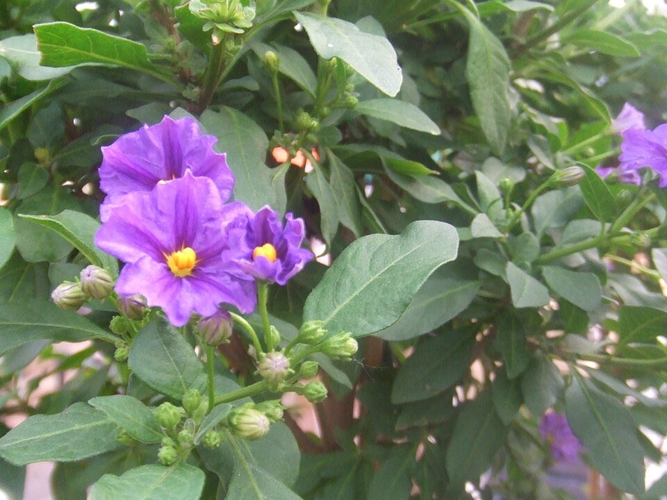 Solanum rantonnetii bloemen op kleigrond.