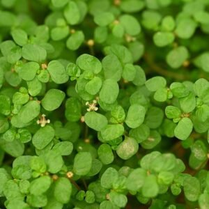 Slaapkamergeluk plant met ronde groene bladeren voor binnenshuis.