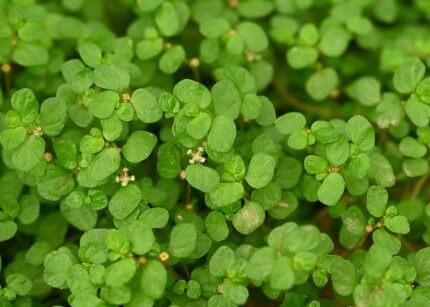 Slaapkamergeluk plant met ronde groene bladeren voor binnenshuis.