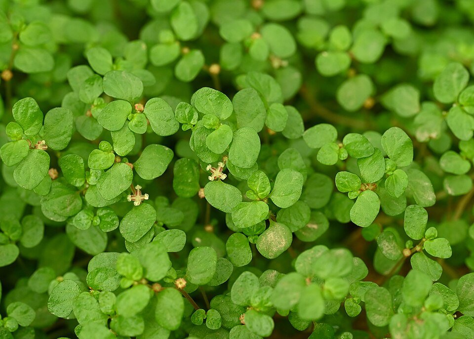 Slaapkamergeluk plant met ronde groene bladeren voor binnenshuis.