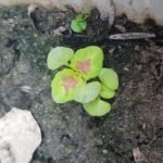 Jonge zaailingen van Solenostemon coleus plant in pot.