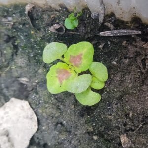 Jonge zaailingen van Solenostemon coleus plant in pot.
