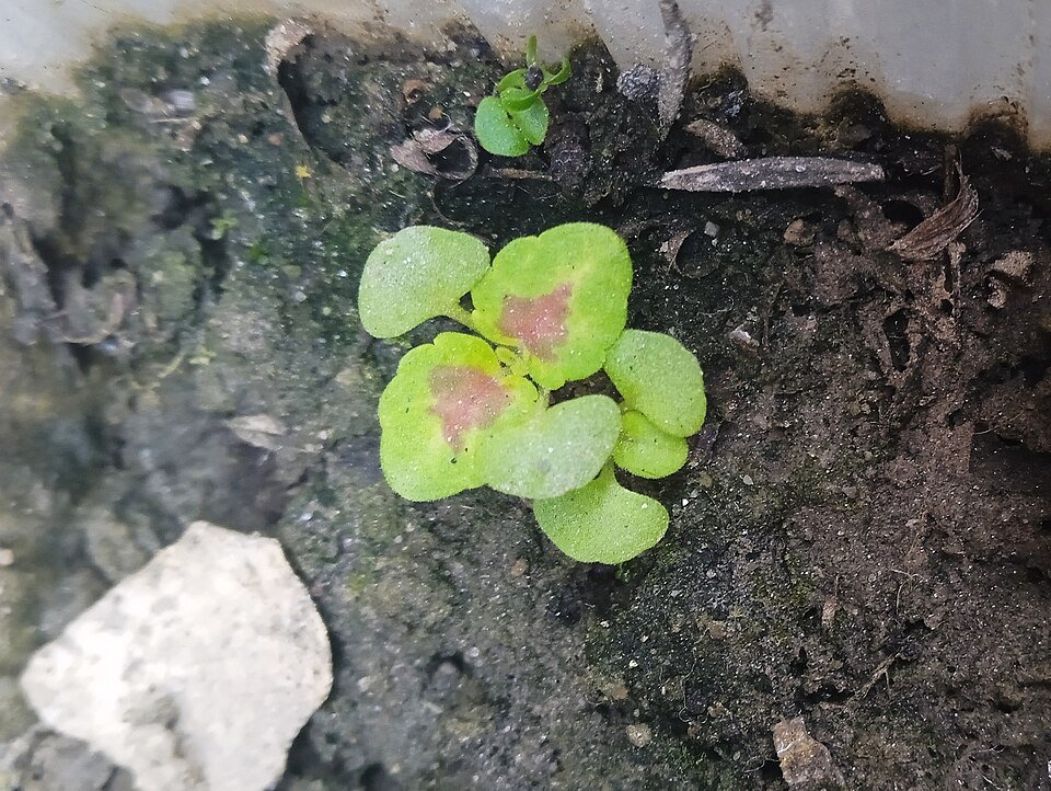 Jonge zaailingen van Solenostemon coleus plant in pot.