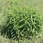 Solidago guldenroede met gele bloemen en groen blad in bloei.