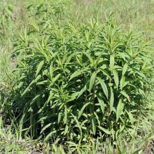 Solidago guldenroede met gele bloemen en groen blad in bloei.