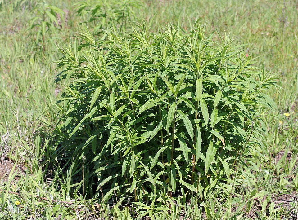 Solidago guldenroede met gele bloemen en groen blad in bloei.