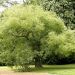 Een afbeelding van een winterharde honingboom met groene bladeren.