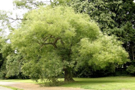 Een afbeelding van een winterharde honingboom met groene bladeren.
