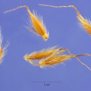 Bloeiende Sorghastrum nutans gras met pluimvormige bloeiwijze en groen blad.