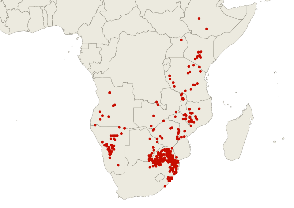Dombeya rotundifolia bloemen en bladeren in Zuid-Afrikaanse natuur.