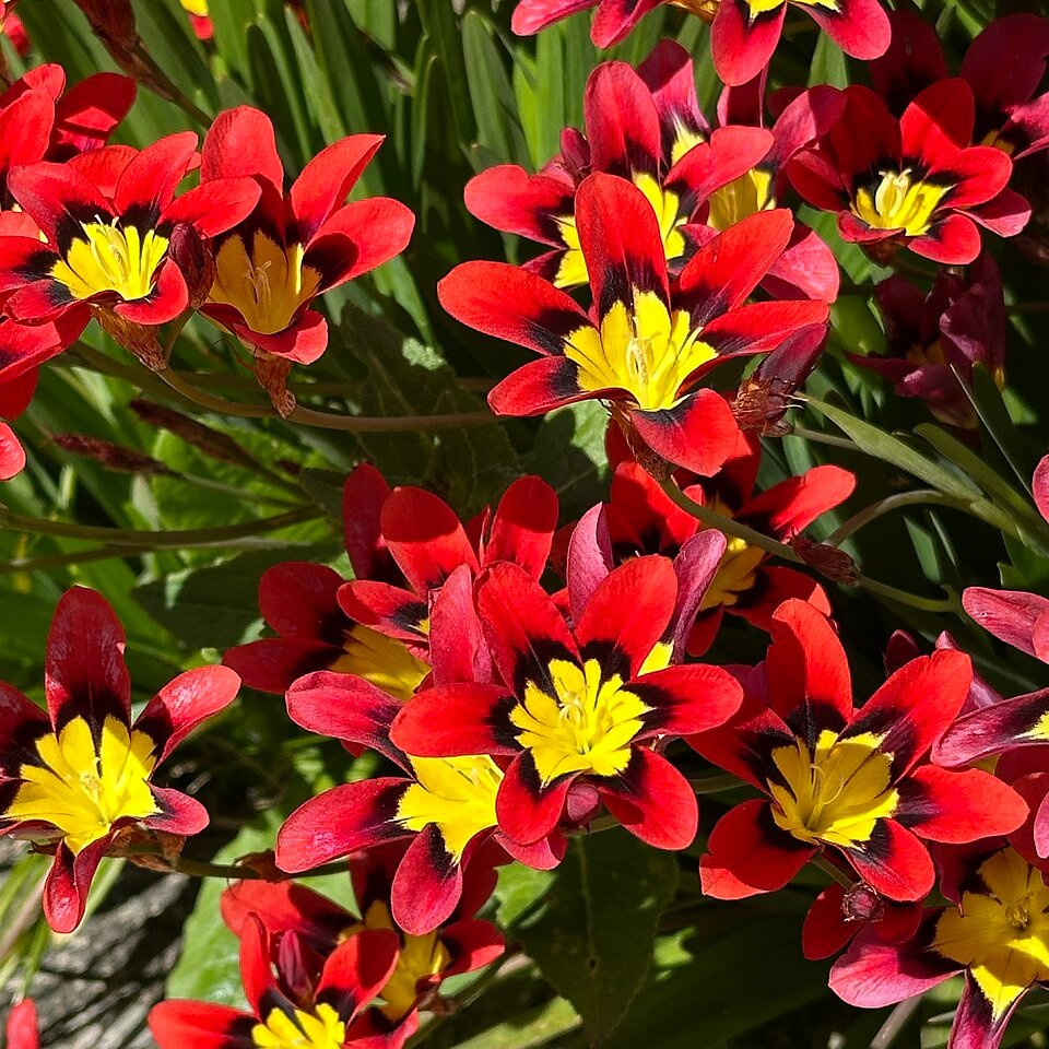Sparaxis Tricolor bloeiende bloem in rood, geel en wit.