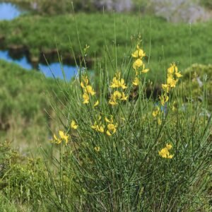 Winterharde Bezemstruik met gele bloemen en groene bladeren onder de zon.