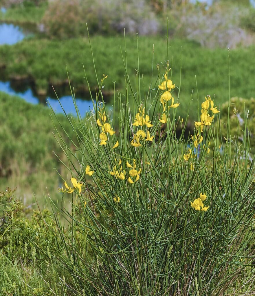 Winterharde Bezemstruik met gele bloemen en groene bladeren onder de zon.