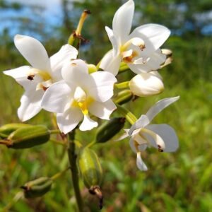 Paarse Spathoglottis micronesiaca orchidee bloem op natuurlijke achtergrond.