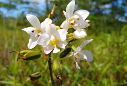 Paarse Spathoglottis micronesiaca orchidee bloem op natuurlijke achtergrond.