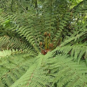 Grote, groene Sphaeropteris medullaris-plant met opvallende bladeren en stam.