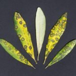 Spilocaea oleaginea, olijfboombladeren met ronde bruine vlekken en gele halo's.