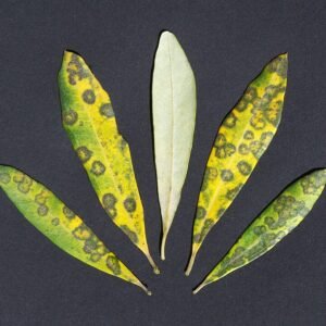 Spilocaea oleaginea, olijfboombladeren met ronde bruine vlekken en gele halo's.