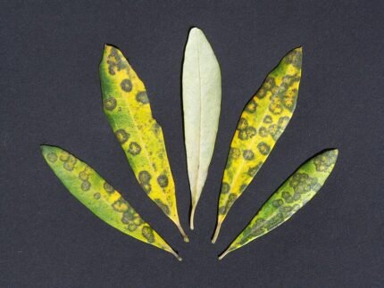 Spilocaea oleaginea, olijfboombladeren met ronde bruine vlekken en gele halo's.