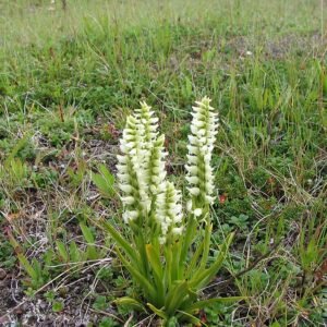 Witte Spiranthes romanzoffiana bloem met spiralen op groene stengel.