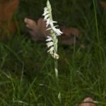 Spiraalvormige witte en roze bloem van de Schroeforchis tegen groene bladeren.