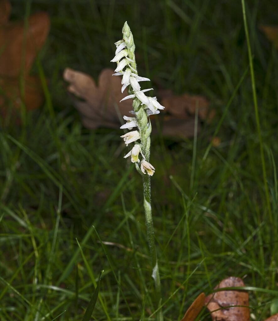 Spiraalvormige witte en roze bloem van de Schroeforchis tegen groene bladeren.