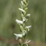 Close-up van Spiranthes diluvialis bloemen tegen groene achtergrond.