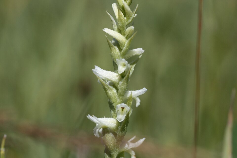 Close-up van Spiranthes diluvialis bloemen tegen groene achtergrond.