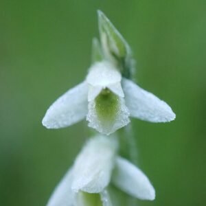 Zomerbloeiende Spiranthes spiralis plant met witte bloemen op kleigrond.