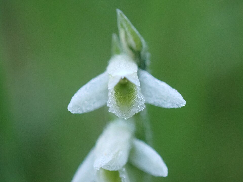 Zomerbloeiende Spiranthes spiralis plant met witte bloemen op kleigrond.