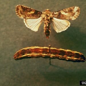 Spodoptera ornithogalli rups op groene plant met zwarte strepen.