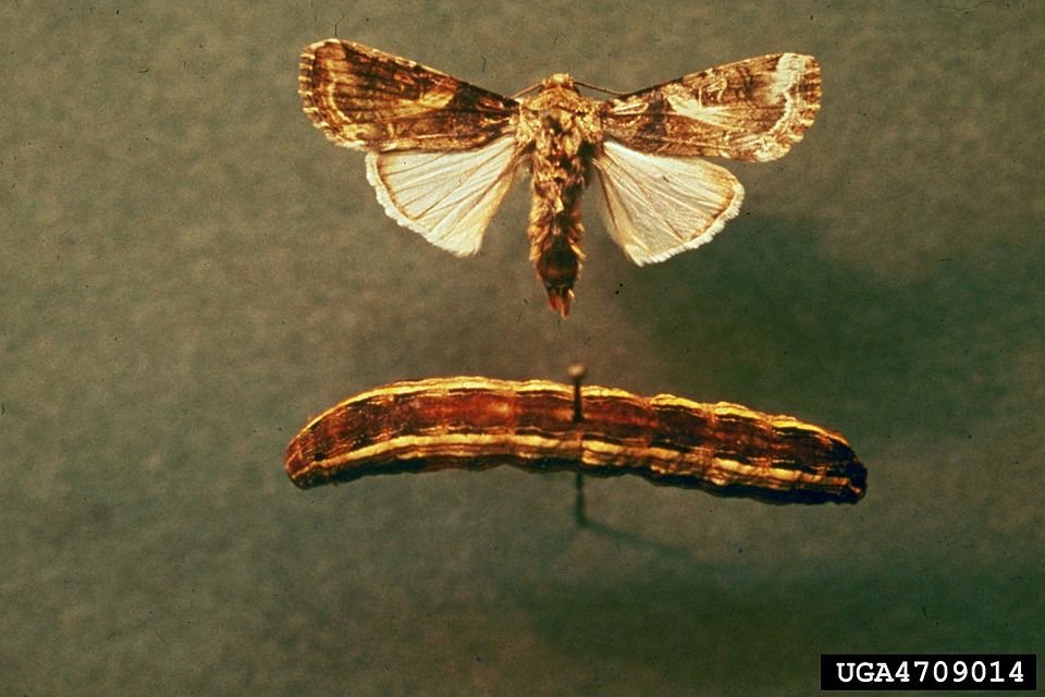 Spodoptera ornithogalli rups op groene plant met zwarte strepen.
