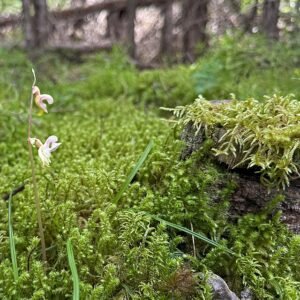 Zeldzame Spookorchis bloem op kleigrond, winterhard.