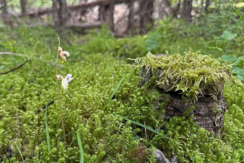 Zeldzame Spookorchis bloem op kleigrond, winterhard.