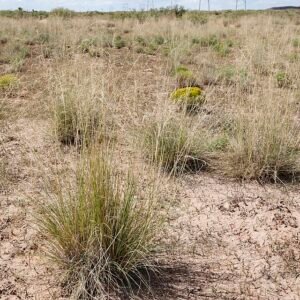 Sporobolus airoides gras met fijne bloeiwijze in natuurlijke omgeving.