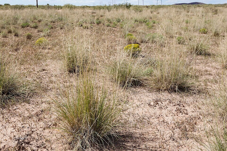 Sporobolus airoides gras met fijne bloeiwijze in natuurlijke omgeving.
