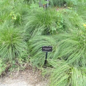 Sporobolus heterolepis plant met fijne groene bladeren en pluimvormige bloemen.