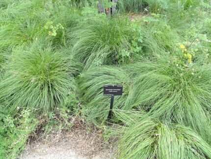 Sporobolus heterolepis plant met fijne groene bladeren en pluimvormige bloemen.