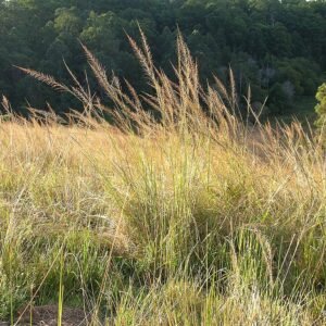 Sporobolus pyramidalis met lange groene bladeren en piramidevormige bloeiwijze.