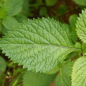 Stachytarpheta bloemen close-up in paarse kleur.