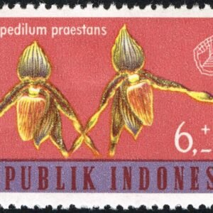 Paphiopedilum praestans orchidee op Indonesische postzegel uit 1962.