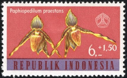 Paphiopedilum praestans orchidee op Indonesische postzegel uit 1962.