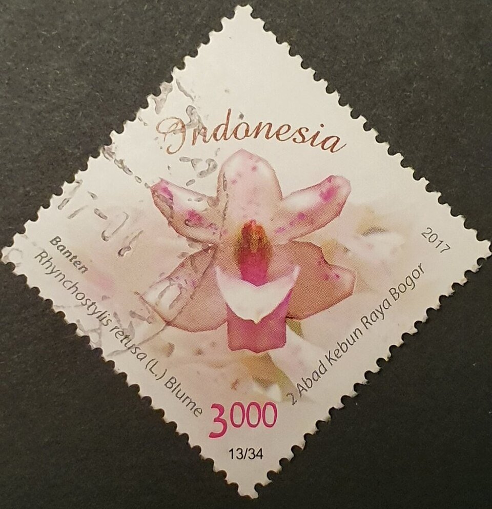 Rhynchostylis retusa orchideebloem op postzegel van Indonesië.
