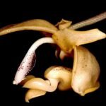 Stanhopea anfracta orchidee bloem op groene bladeren met gele en bruine tinten.