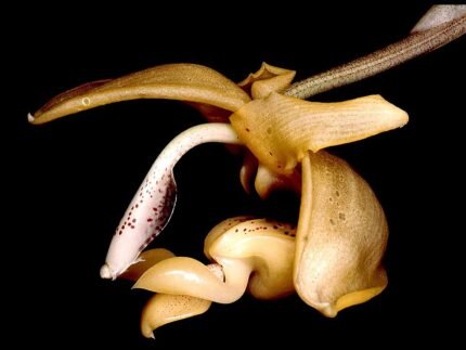 Stanhopea anfracta orchidee bloem op groene bladeren met gele en bruine tinten.