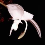 White and brown-spotted Stanhopea candida orchid flower on green stem.