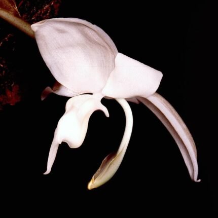 White and brown-spotted Stanhopea candida orchid flower on green stem.