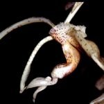 Stanhopea florida orchidee met grote, gele bloemen en hangende bloemtak.